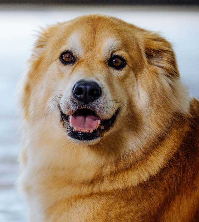 Bud Co Pup Portrait Session